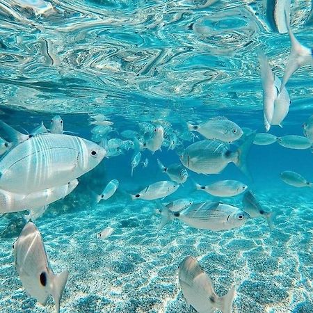 El Playaiso De Aguamarga Διαμέρισμα Agua Amarga  Εξωτερικό φωτογραφία