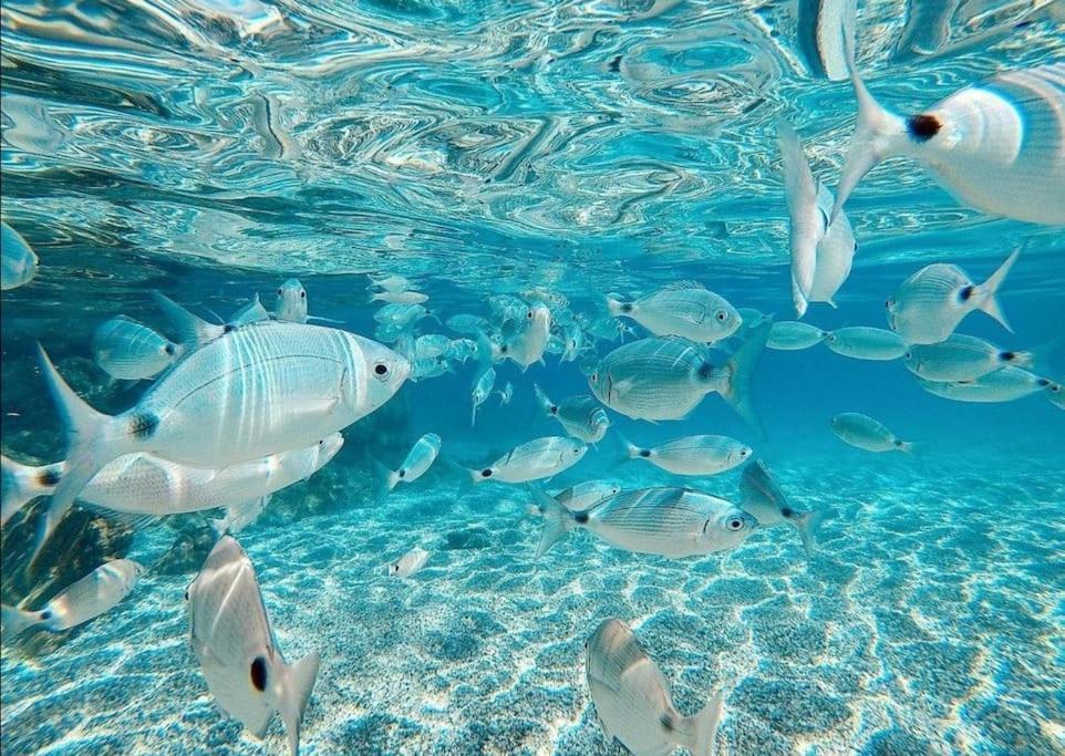 El Playaiso De Aguamarga Διαμέρισμα Agua Amarga  Εξωτερικό φωτογραφία